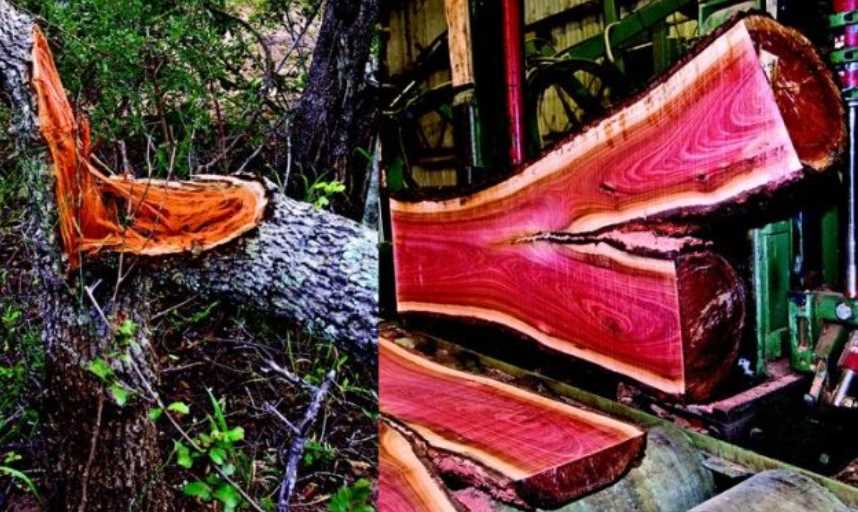 Kayu Jati Merah (Red Oak)