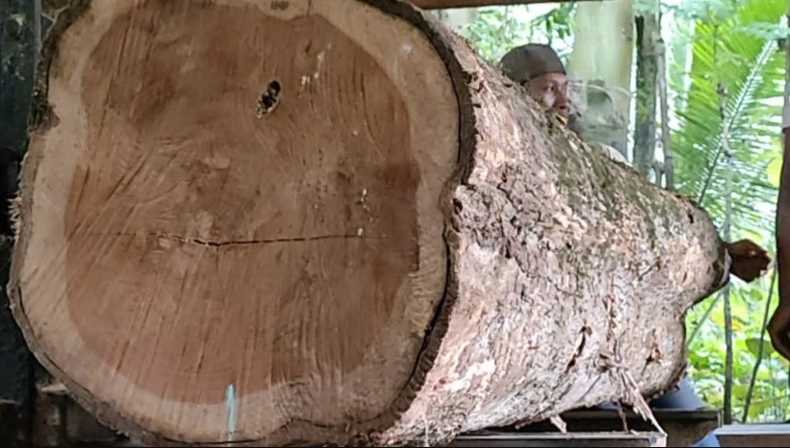 Kayu Jati Tua (Mature Oak)