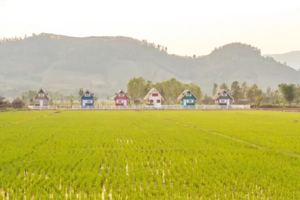 Cara membangun rumah di lahan sawah (2)