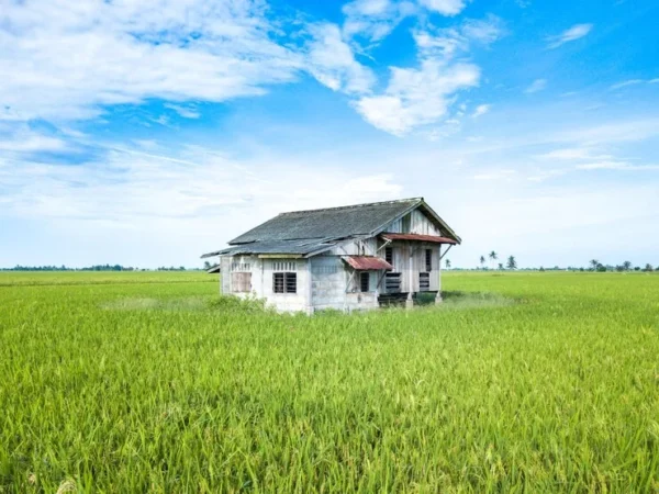Cara membangun rumah di lahan sawah (3)