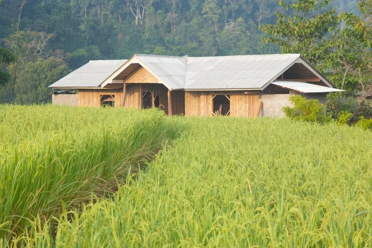 Cara membangun rumah di lahan sawah - cover